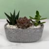 A compact, modern succulent planter that makes a calm, contemporary gift for