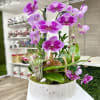 Potted pink phalaenopsis orchids with buds and moss in a round white wooden planter