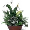 A variety of plants arranged in a container.