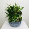 A variety of plants arranged in a ceramic container.