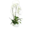 White orchid plant in a white pot with curly decorative branches