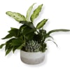 Potted arrangement of green houseplants and succulents in a white planter
