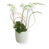White orchid stems in a white pot with looping decorative branches
