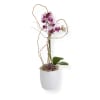 Potted orchid arrangement with purple-and-white blooms in a white container