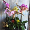 A wooden planter with; orchids of various colors, bromeliad plants, and Christmas
