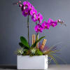 Purple orchid arrangement in a white rectangular planter