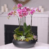 Pink spotted orchids with succulents in a round black bowl planter