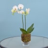 White orchid stems in a clear glass vase with moss