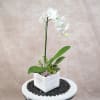 Tall white orchid plant with succulents in a white wooden box planter