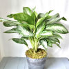 Potted green and silver variegated plant in a metal container