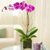 Pink orchid in a square glass planter beside a lit candle