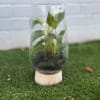 Sleek, modern, and effortlessly beautiful, our Elegant Anthurium Glass Planter Collection features