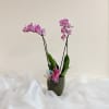 Pink orchids in a textured vase with a sheer ribbon accent