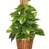 Potted pothos plant in a woven basket with a wooden trellis