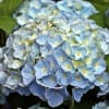 Cluster of light blue hydrangea blooms with green leaves