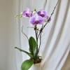 One Phaelaenopsis orchid placed in a beautiful glass, stone, or ceramic container.
