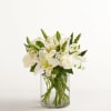 Pet Friendly?
No - This arrangement contains Oriental Lilies, which are highly toxic