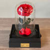 Single red rose under a clear dome on a black box