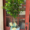 Potted green ficus tree with a yellow ribbon in a white container