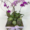 Orchid and succulent arrangement in a square box with a lavender ribbon