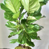 Tall fiddle leaf fig houseplant in a gray metal pot on a wood floor