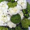White flowers with green pom-pom blooms in a compact arrangement