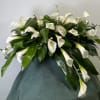 White calla lilies arranged in a large spray with glossy green leaves