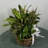 Basket of assorted green houseplants with a white ribbon