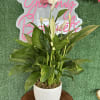 Potted peace lily in a white textured pot with pink roses on a green backdrop