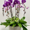 Collection of 6 cascading majestic tall orchids plants  in an elegant