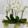 Pure and exotic Orchids arrangement in a ceramic boat shape vase.