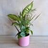 A four plant variety planted in a 4&rdquo; pot and comes in