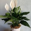 Peace lily plant with white blooms in a white woven basket