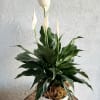 White peace lily plant in a white woven basket pot