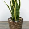 Snake plant in a woven basket planter with decorative stones