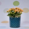 Orange kalanchoe flowers in a blue textured pot