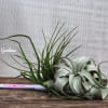 Air plant arrangement with long green leaves on a wooden surface