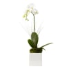 White orchid plant with tall stem and moss in a white square pot