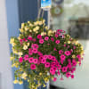 Assorted outdoor plants in a plastic hanging pot with an adorning bow.
