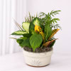 This listing is for a mixed planter, standard is in a handled
