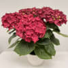 Have you ever seen a happier plant? The red hydrangea's beautiful blooms