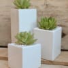 Simply sublime succulents in white ceramic planters. Other plants available call or