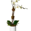 White orchid plant in a white pot