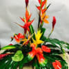 Alii Special