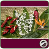 6 red anthurium, 1 bird of paradise, 1 red ginger, 3 dendrobium