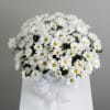  Pet Friendly?
No Chrysanthemums (Daisies) contain pyrethrins, which are toxic to both