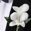 white dendrobium orchid bout