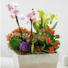 Comes with different blooming plants 