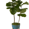 A perfect gift for the office or home. This plant loves a