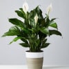 Beautiful, elegant and tall peace lily plant. 
8"-10"